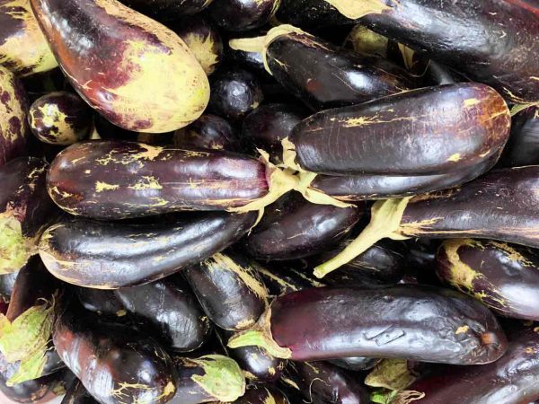 Aubergine